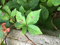 Phyllosticta parthenocissi