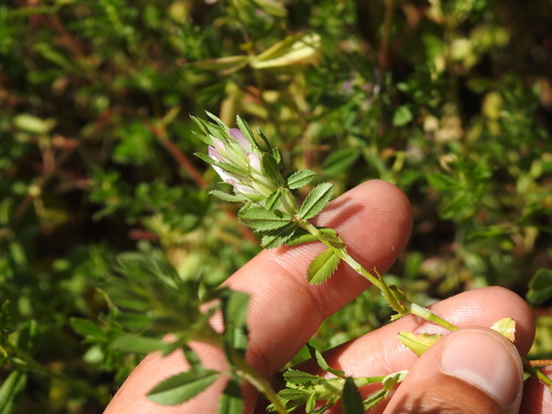 Ononis mitissima (Ononis mitissima)