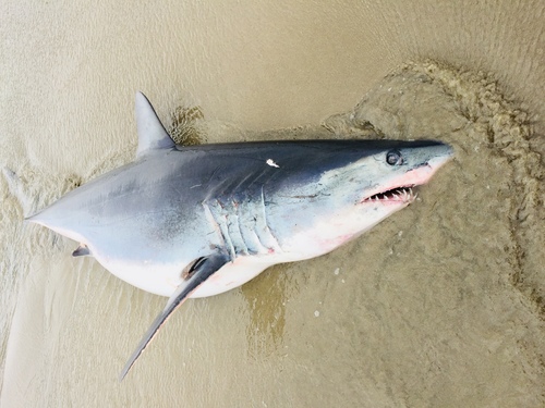 Shortfin Mako photographed in Oregon