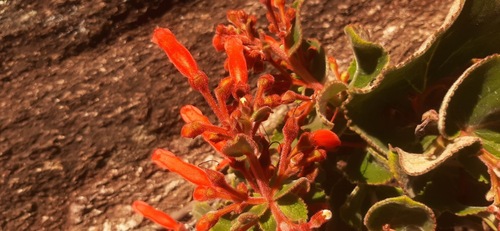 Sinningia magnifica
