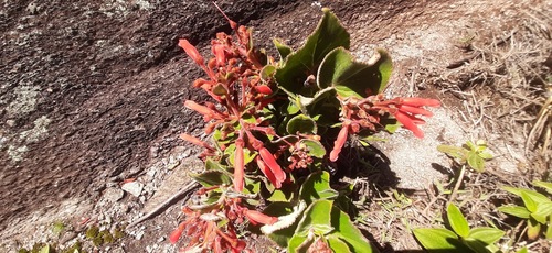 Sinningia magnifica