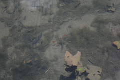 Hyphessobrycon eques