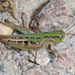Pasture Locust - Photo (c) Judy Gallagher, some rights reserved (CC BY-NC), uploaded by Judy Gallagher