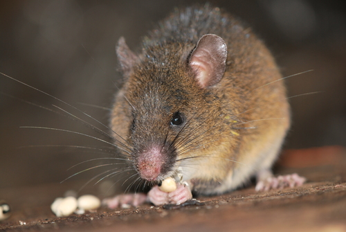 Lesser Golden-bellied Rice Rat (Nephelomys nimbosus) — Data Deficient Mammalia