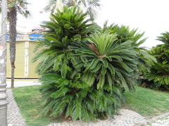 Cycas revoluta