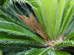 Cycas revoluta