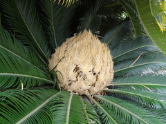 Cycas revoluta