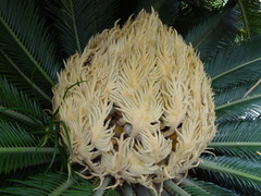 Cycas revoluta
