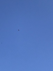 Petrochelidon pyrrhonota