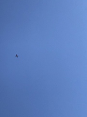 Petrochelidon pyrrhonota