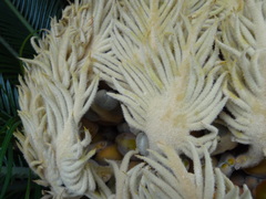 Cycas revoluta