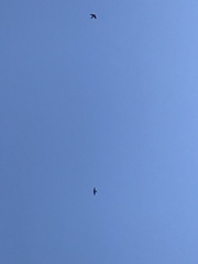 Petrochelidon pyrrhonota