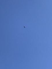 Petrochelidon pyrrhonota