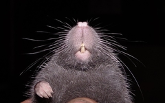 Voss's Ichthyomyine photo 2