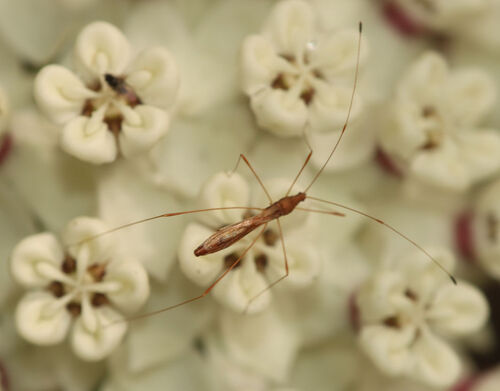 Spined Stilt Bug photo 5