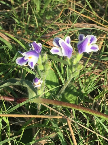 Craterostigma plantagineum image