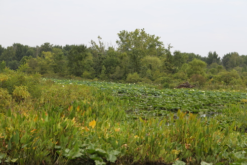 Nelumbo lutea