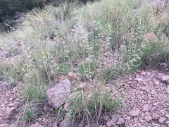 Bouteloua radicosa