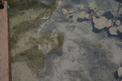 Hyphessobrycon eques