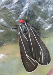 Ctenucha cressonana
