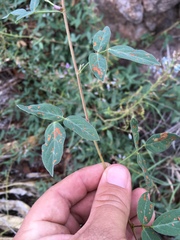 Desmodium batocaulon