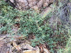 Desmodium batocaulon