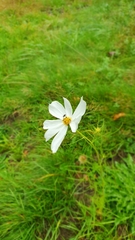 Cosmos bipinnatus