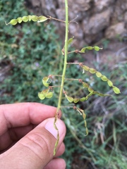 Desmodium batocaulon