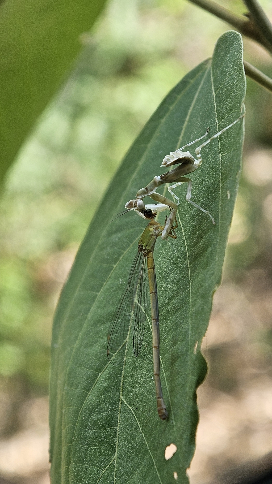 Coromandel Marsh Dart
