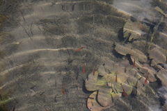 Hyphessobrycon eques