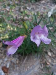 Penstemon lyallii