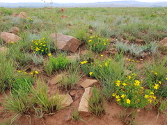 Hypericum aethiopicum