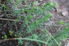 Linum monogynum monogynum