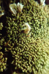 Zygodon viridissimus