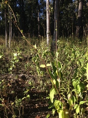 Helianthus silphioides