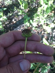 Helianthus silphioides