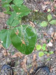 Marmara smilacisella