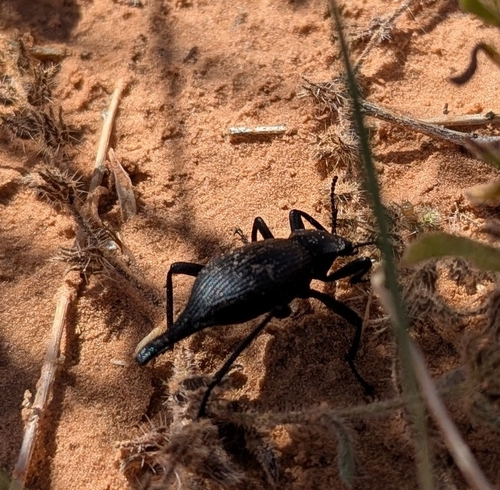 Eleodes caudifera photo 5