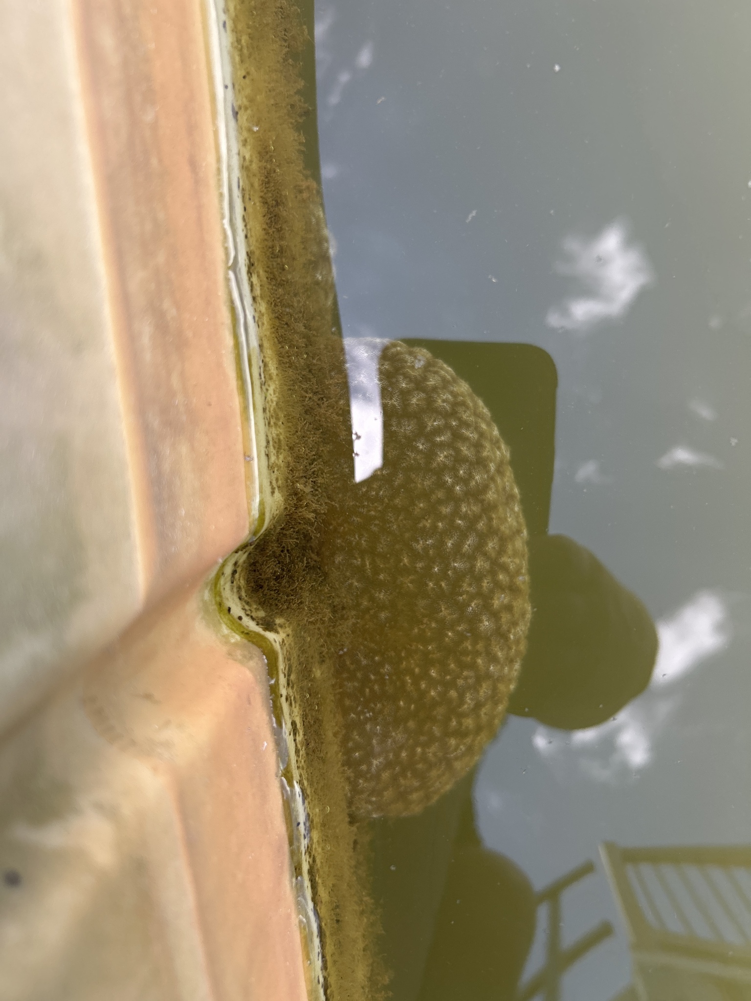 Pectinatella magnifica (Leidy, 1851)