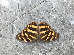 Herona marathus