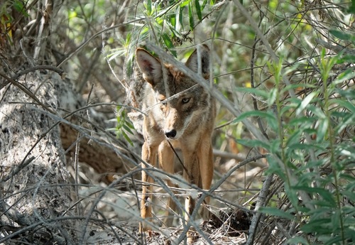 iNaturalist observation photo of Coyote