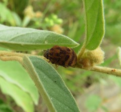 Orsilochides stictica