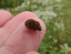 Orsilochides stictica