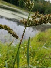 Tetragnatha straminea