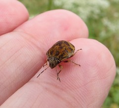 Orsilochides stictica