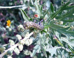Heliothis