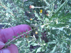 Heliothis