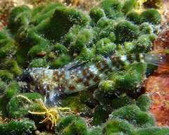 Blackfin Triplefin photo 2