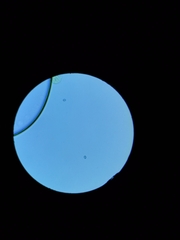 Amanita echinocephala