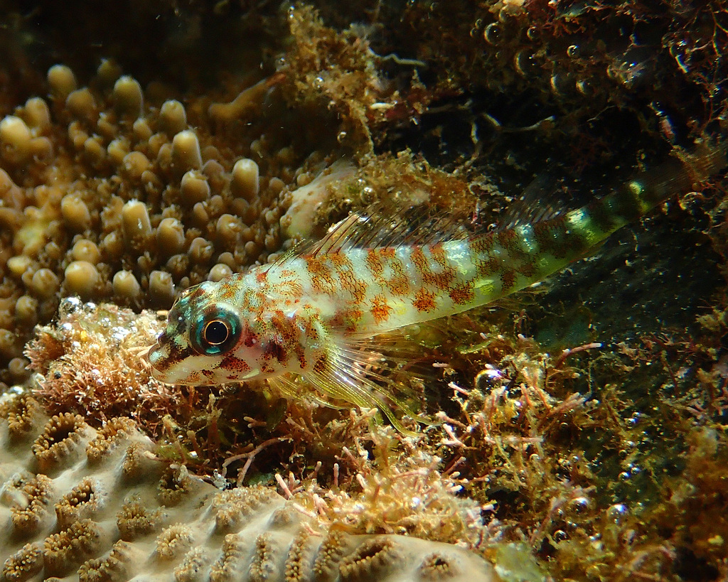 Duskyfin triplefin (Helcogramma fuscopinna) — Tripterygiidae